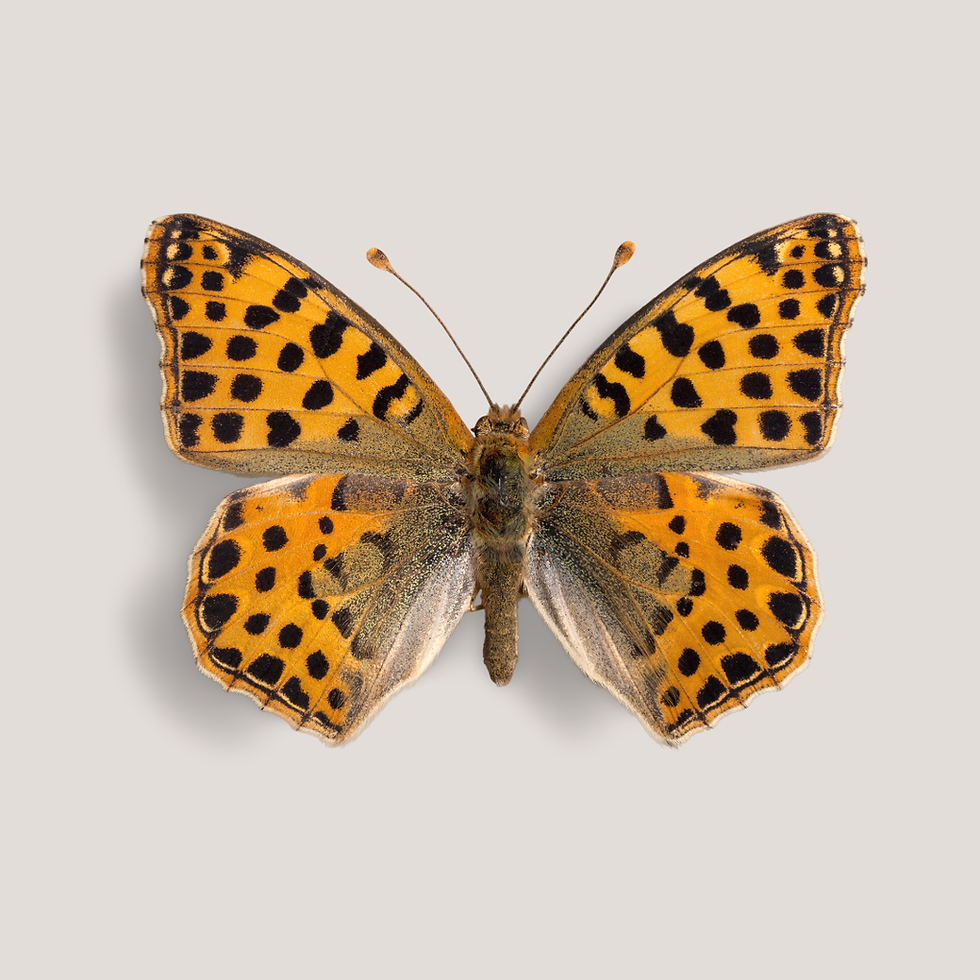 Papillon