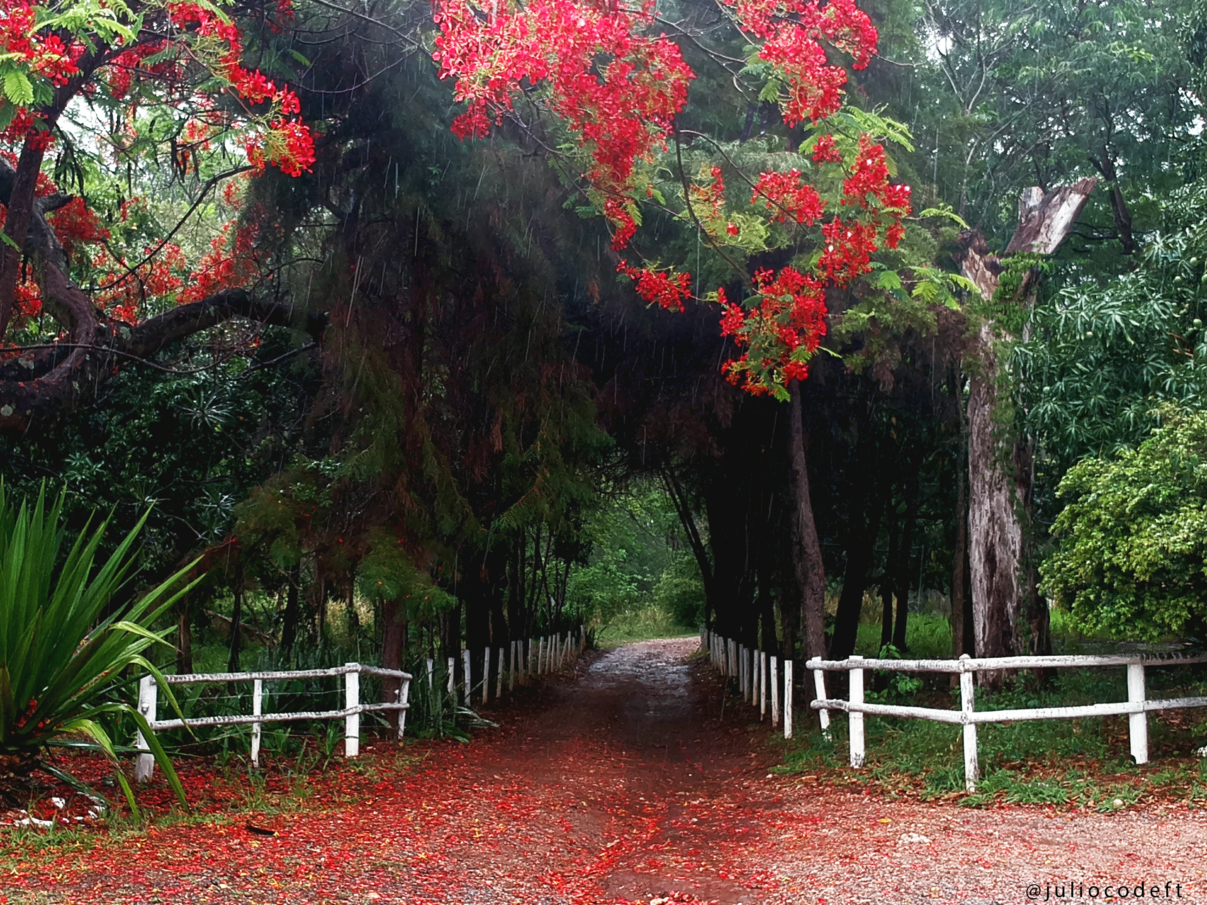 Estradinha para a recepção  da pousada Grande Pedreira, foto tirada em periodo de chuva, flores de flamboyant