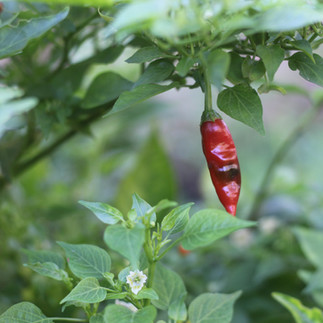Sítio Encontro dos Rios