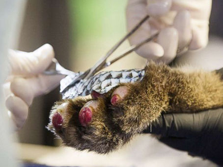 Future Burn Care or Fish Tale?