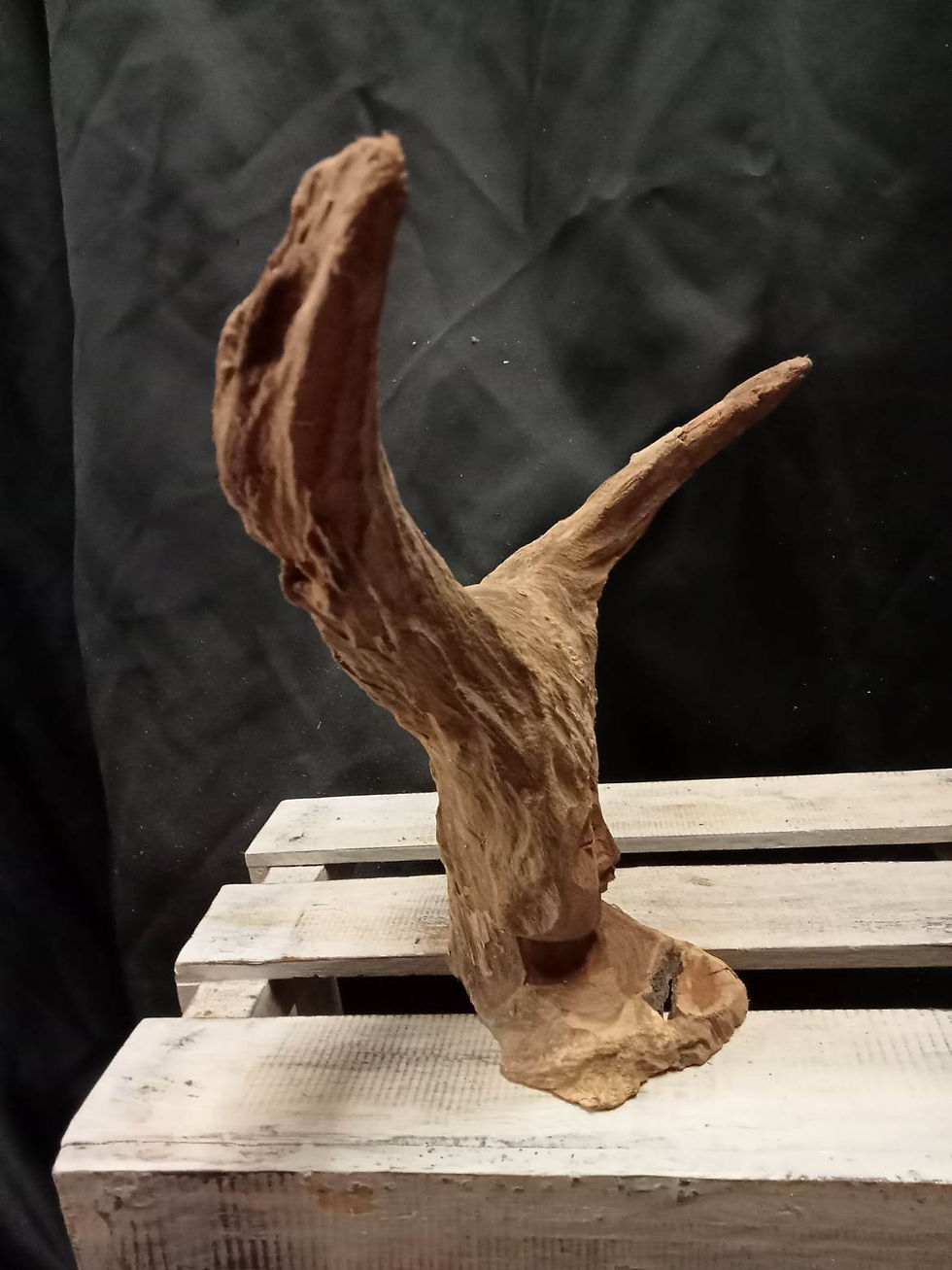 visage sculpté dans racine de Teck