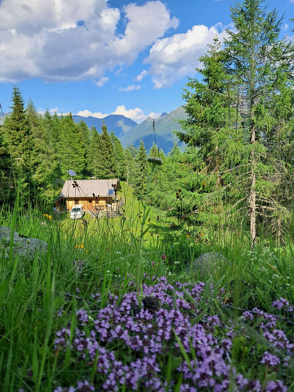 Almhütte im Wald.jpeg