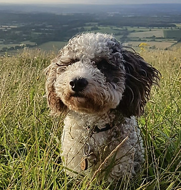 Dougal our therapy dog