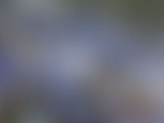 Brighton fans at the Amex