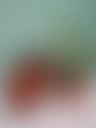 Spring Cleaning: A Guide to Repotting Houseplants