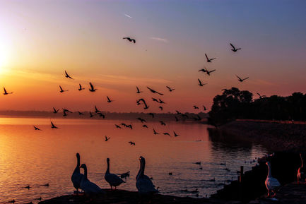Migratory Birds: Flock of Siberian ducks swimming near Sukhna Lake’s shoreline during winter migration