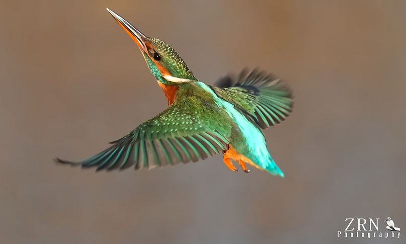 Kingfisher