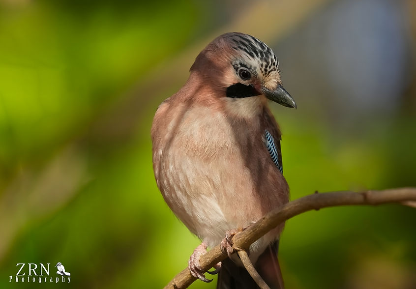 Jay