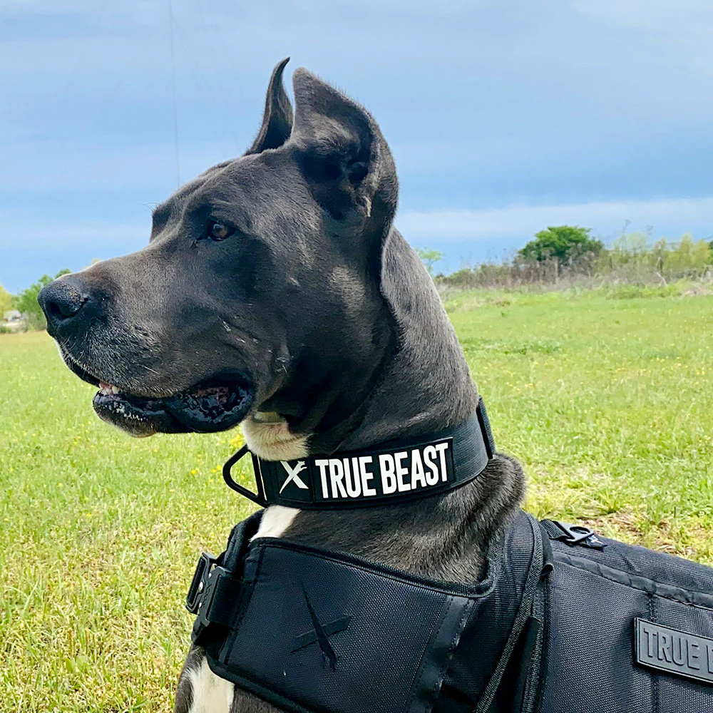 TB-collar_1800x1800.webp
