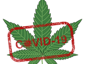 Cannabis vs C***D
