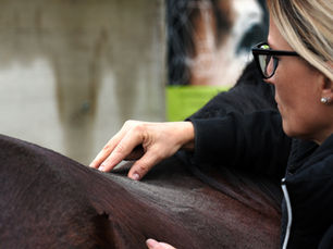 Sonja behandelt ein Pferd osteopathisch