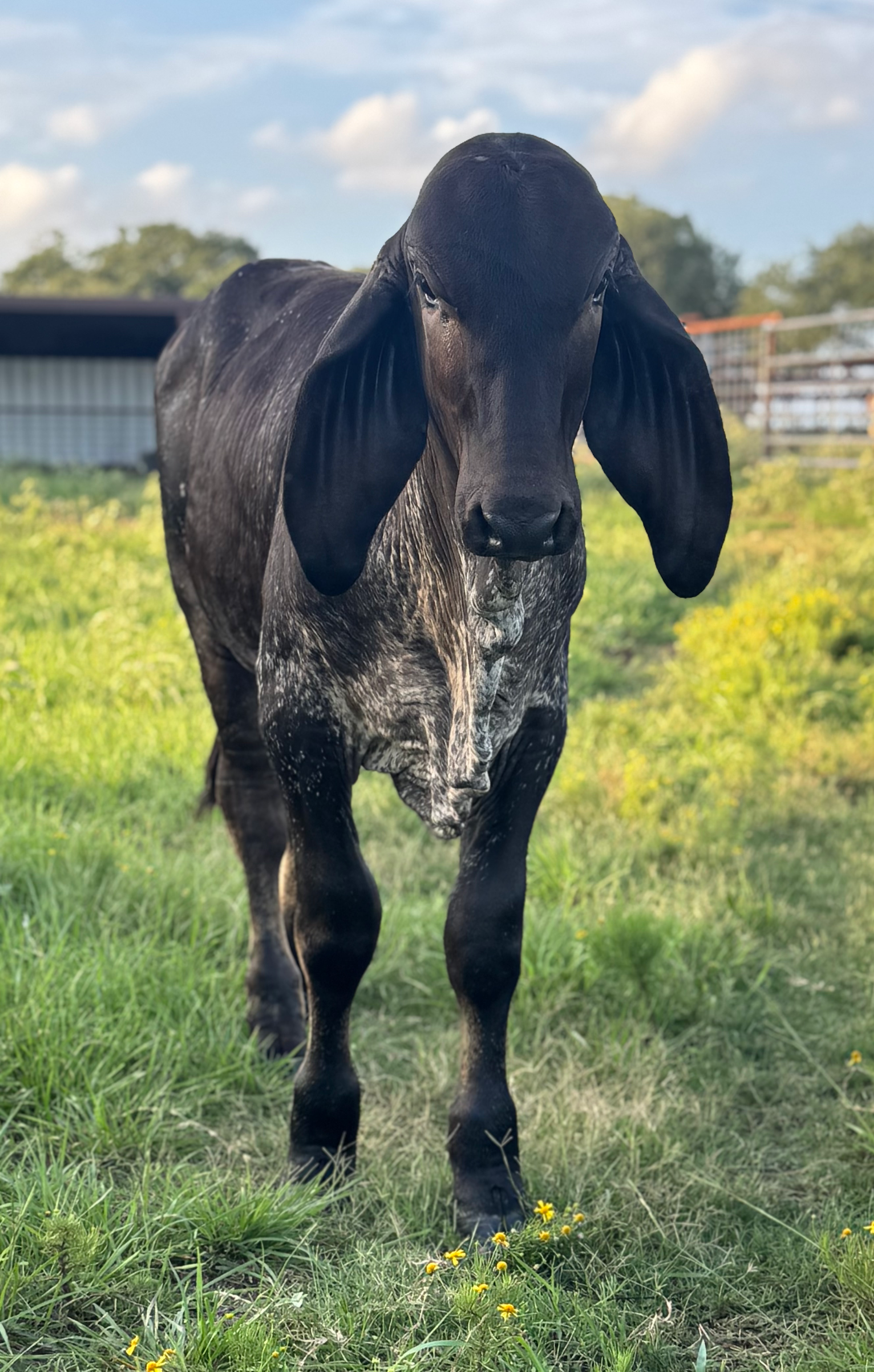 R2502 MR CAMCAT REYZOR “Chaos”