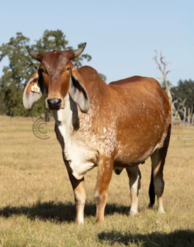 Brahman-Gyr Cow *coming soon 