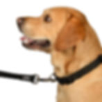 Thumbnail: Labrador Retriever Close Up Wearing Black Nifti SafeLatch Dog Leash