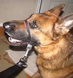 German Shepard using Black Heavy Duty Locking Dog Leash