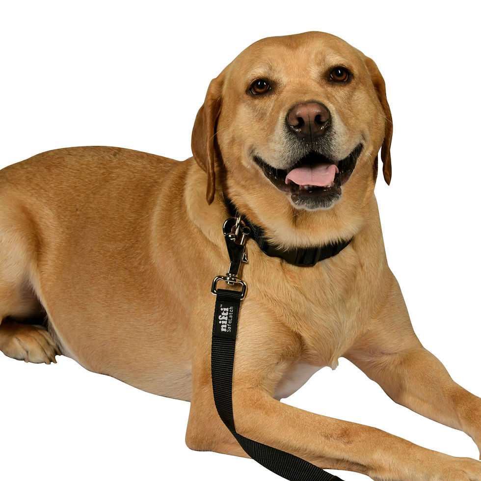 Thumbnail: Labrador Retriever Wearing Black Nifti SafeLatch Dog Leash