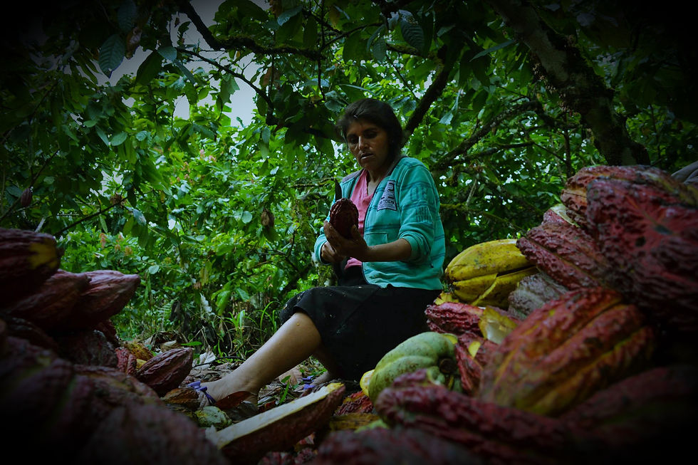 Labores desarrolladas para Alianza Cacao Perú.