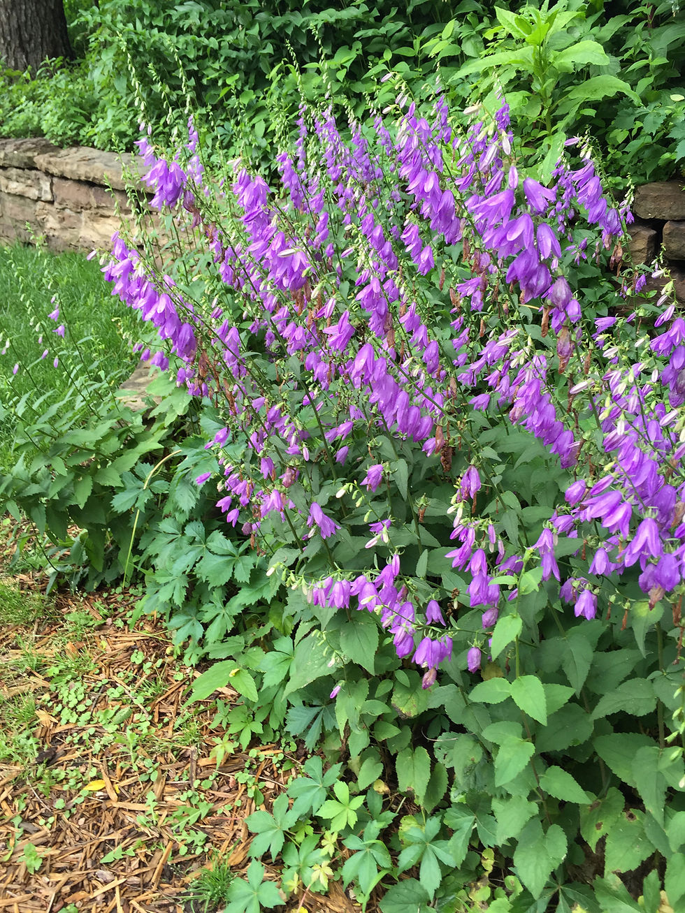 A garden escapee that spreads aggressively through underground roots, crowding out native vegetation