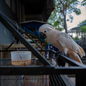 The bird in the photo is a Salmon-crested Cockatoo (Cacatua moluccensis), also known as the Moluccan Cockatoo. These cockatoos are recognized for their striking appearance with predominantly white feathers, a slight pinkish hue, and a large, retractable salmon-pink crest. They are native to the Moluccas (Maluku) islands in Indonesia.

Salmon-crested Cockatoos are known for their intelligence and strong emotional bonds with their owners, which makes them popular in the pet trade but also challenging as they require a lot of attention and stimulation. They can also mimic sounds and are quite vocal.
