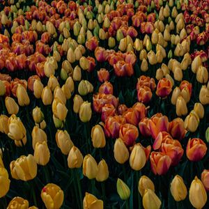 Tulip