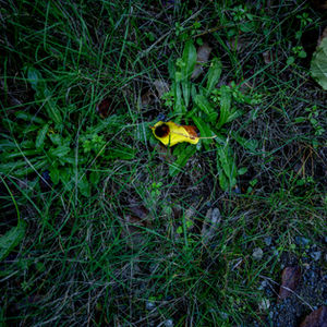 Caterpillar 