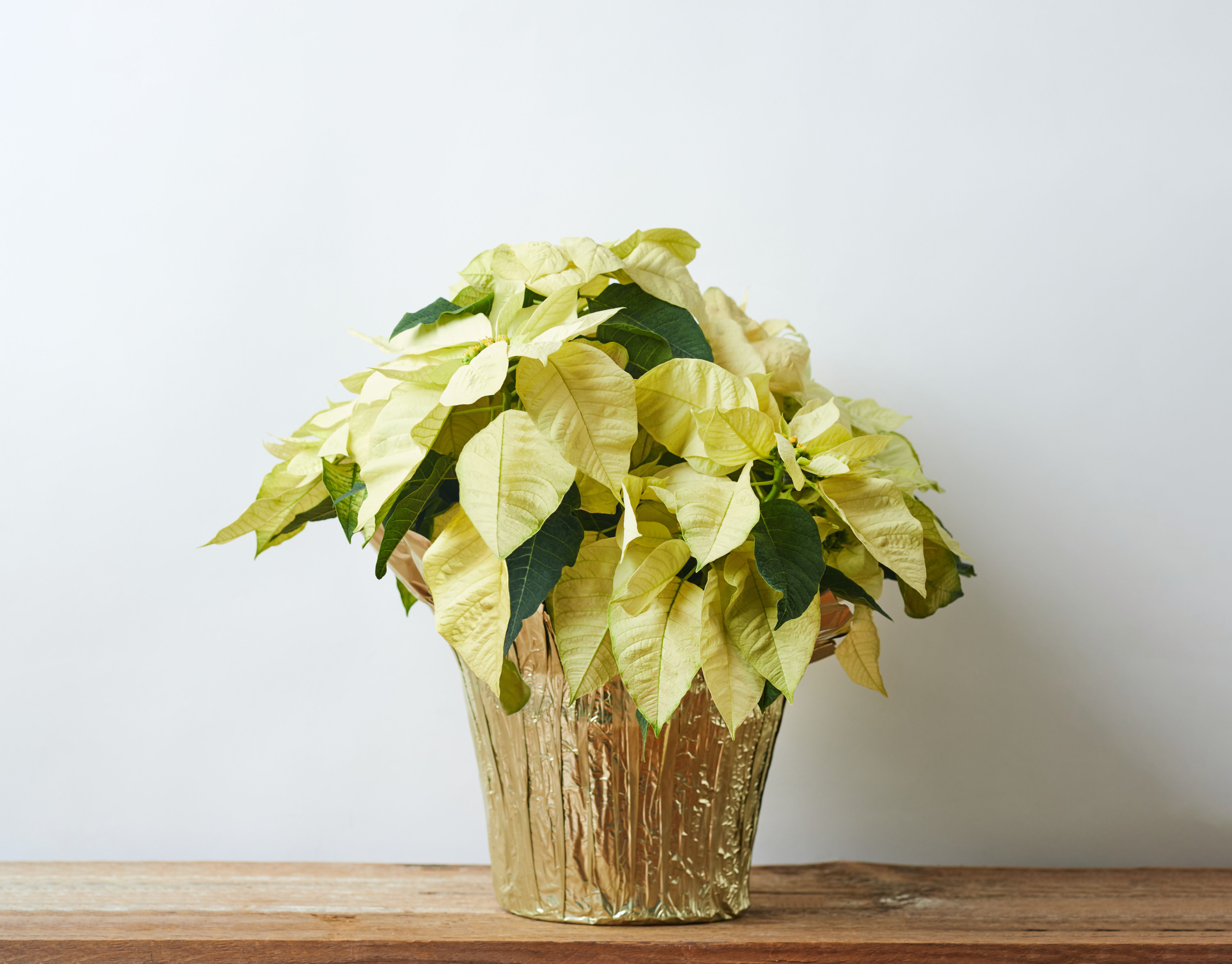10" White Poinsettia