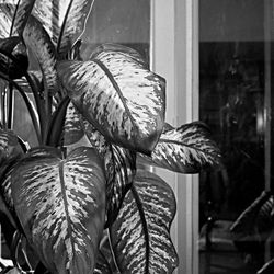 Plantas Domesticas_29