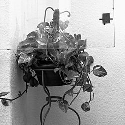 Plantas Domesticas_10