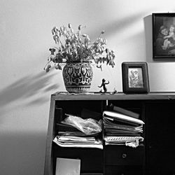 Plantas Domesticas_15