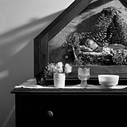 Plantas Domesticas_7