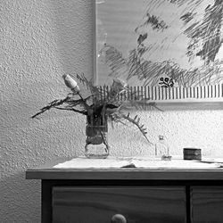 Plantas Domesticas_11