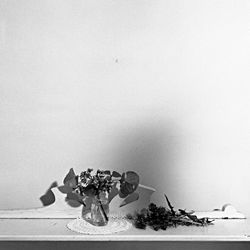 Plantas Domesticas_18