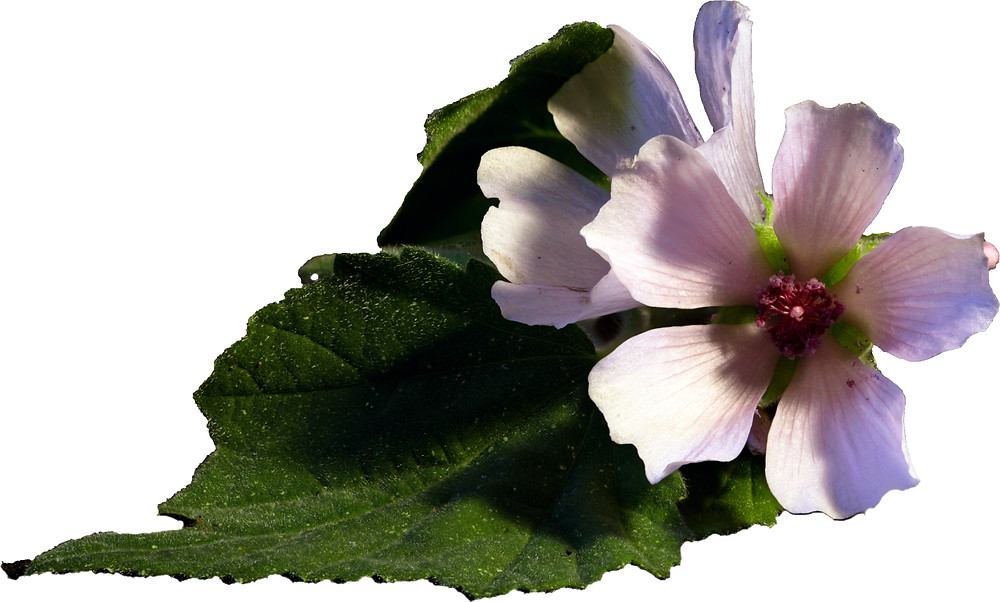 Althea officinalis L. Synonyme: Sammetpappel, Heilwurz, Ibischwurzel