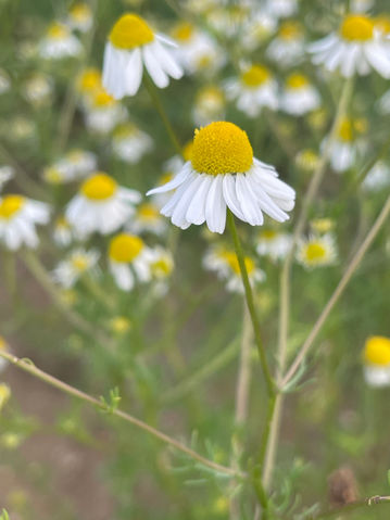 echte Kamille erkennen, sammeln und verarbeiten leicht gemacht.