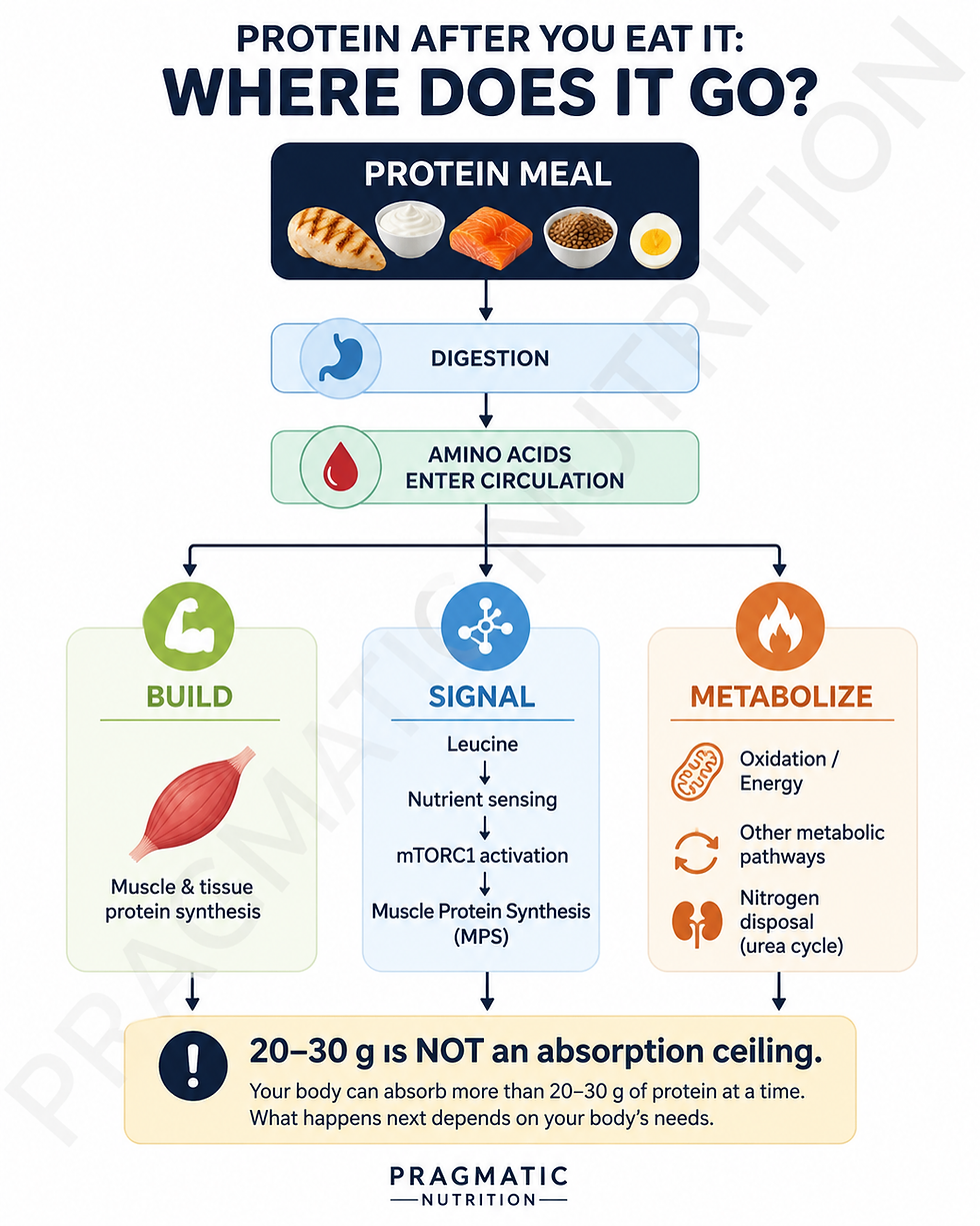 Is 50g of protein too much for one meal? Can you absorb 100g of protein at once? How much protein does a body absorb at once? Can my body absorb 70 grams of protein in one meal?