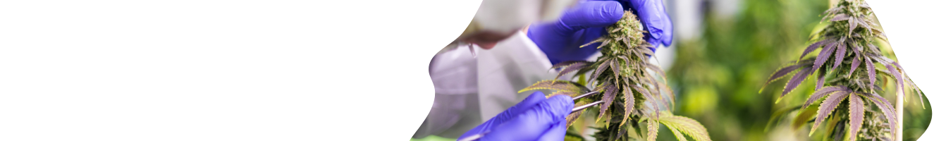 Conectamos a pacientes con médicos especialistas en Medicina Cannabica. (1325 x 400 px) (1