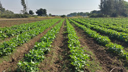 Produção de feijão verde