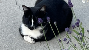 Georgie is a Community Cat