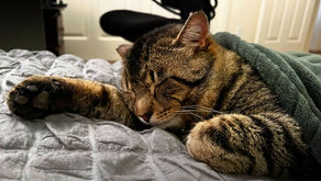 UPDATES - Moses, Star, Mouse
and Golden Boy

