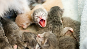 KITTENS ARE COMING – DON’T WAIT! 