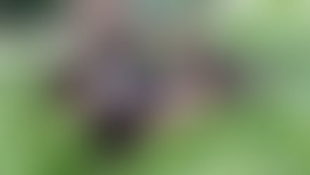 Robert’s kittens have found their homes!