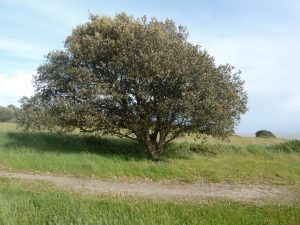 arbre-chaman