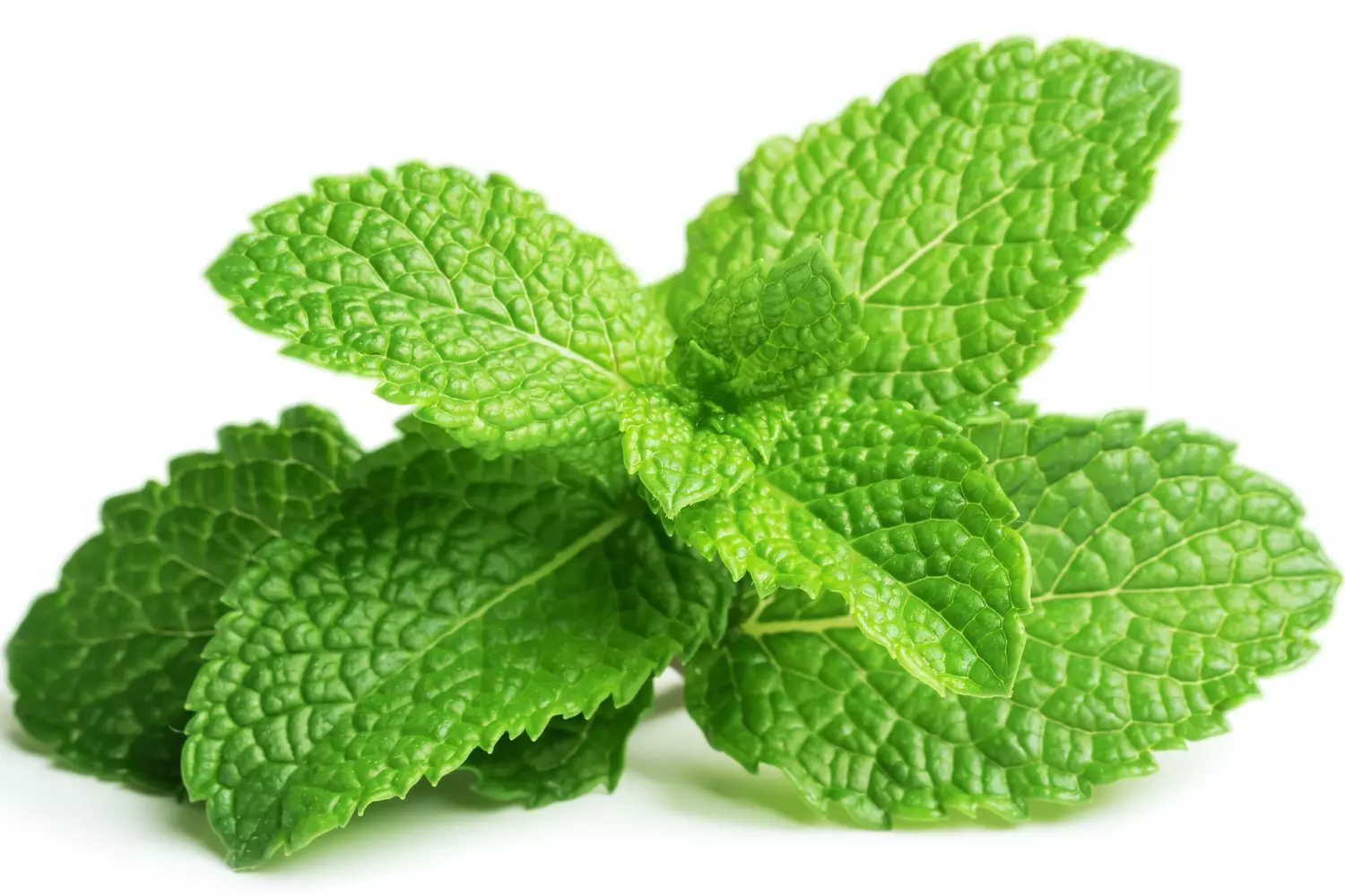 menthe verte.webp