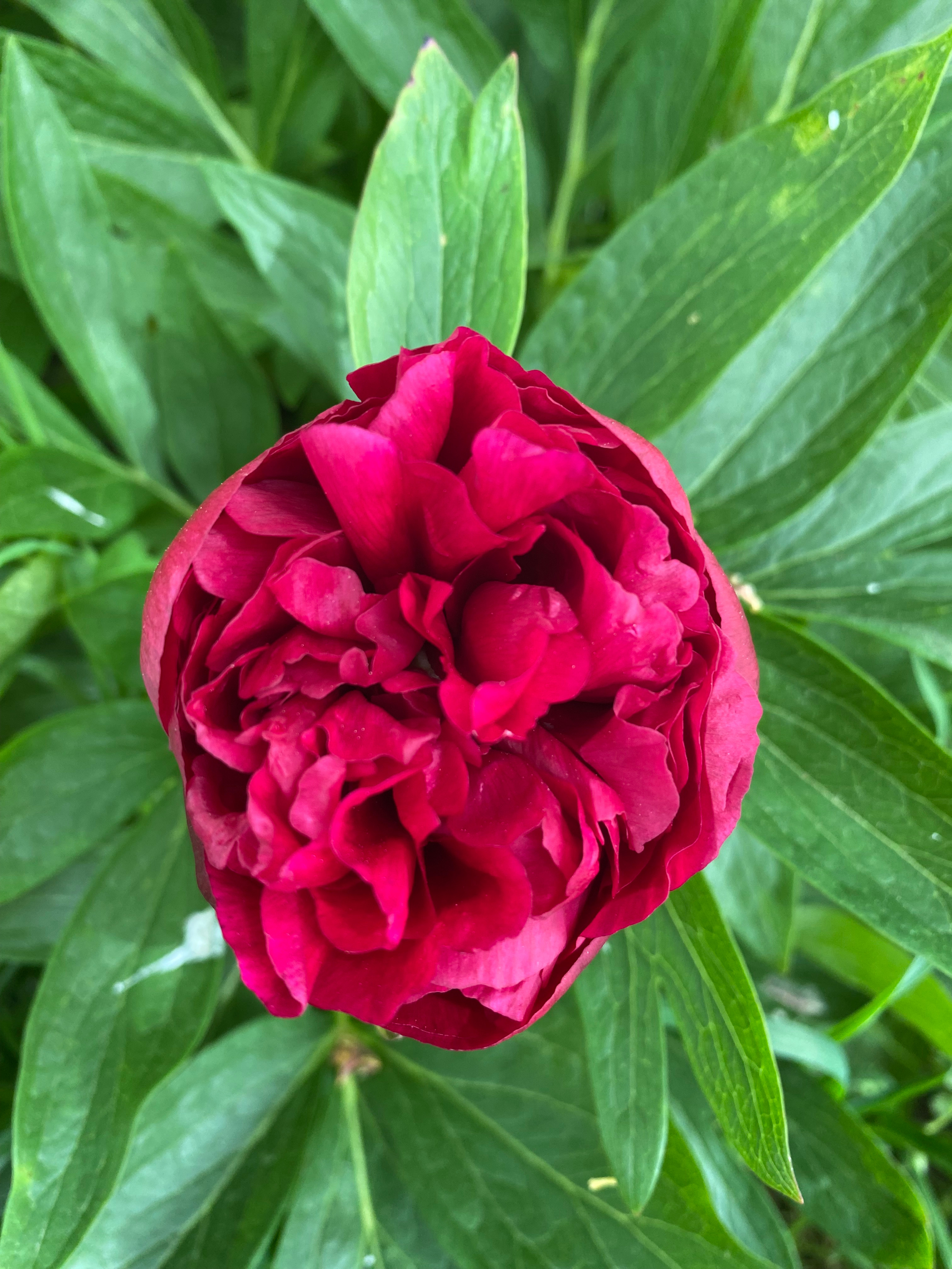 élixir spagyrique de pivoine