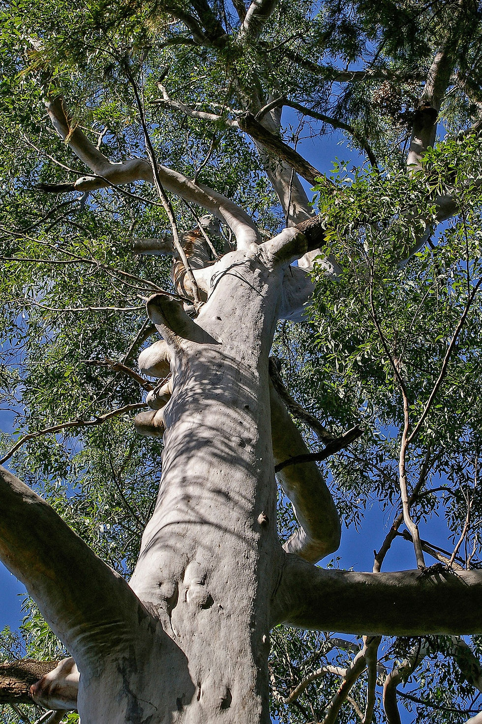 eucalyptus globulus