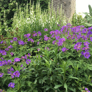 geranium magnificum