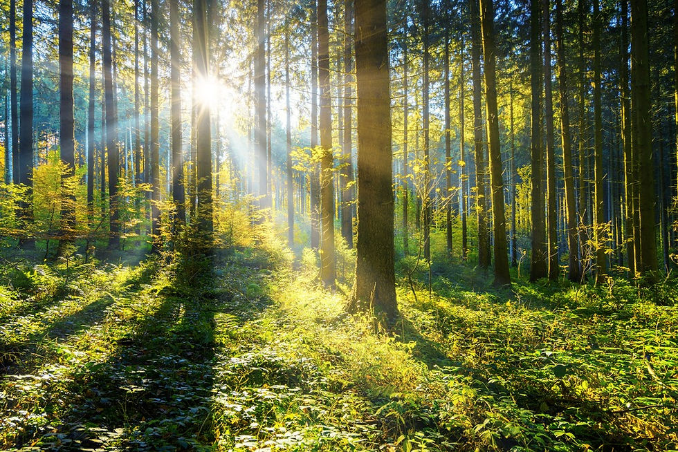 Carbon Offset A.jpg