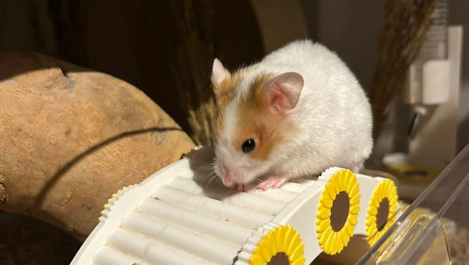 Snickers