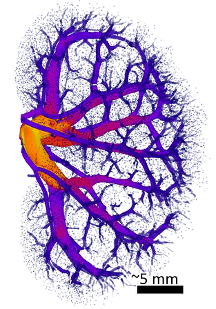 Vascular Tree.png