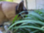 A large dog sniffs through lush green grass in a garden setting. A building and some orange flowers are visible in the blurred background.